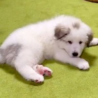 超大型犬の赤ちゃんを飼った結果→3年後…想像を超える『衝撃のビフォーアフター』が77万再生「デカくて可愛いｗ」「蹴り飛ばしてて草」と絶賛