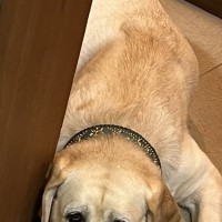 『猫のいる部屋に入っちゃダメ』と大型犬に言い聞かせた結果→ドアの前で…分かりやすすぎる『表情』が605万表示「たまらんｗ」「愛くるしい」