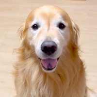 停電を想定して部屋を真っ暗に→『懐中電灯持ってきて』と大型犬にお願いすると…『まさかの行動』に絶賛「お利口すぎて泣ける」「素晴らしい」