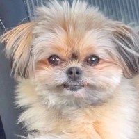 『パパとママどっちが好きか』を犬に聞いてみた結果…天と地ほど差のある『まさかの表情』が46万再生「あからさまで草」「泣いちゃうｗ」と爆笑