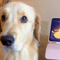 タブレットから『飼い主の声』が聞こえてきたら、大型犬が…困惑して見せた『あまりにも愛おしい様子』が10万再生「めちゃ可愛いｗ」「面白い」