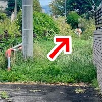 朝、散歩から『2時間も帰ってこない』パパと犬→心配で探しに行ったら…甘えん坊すぎる『まさかの光景』が話題「可愛い」「余力あったよねｗ」