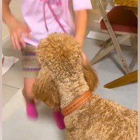 ママと子供がいなくて『ご飯ものどを通らないほど寂しがった大型犬』→帰宅した瞬間に…泣けるほど愛おしい『おかえりなさい』に６万再生の反響
