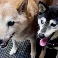 両目が見えない高齢の保護犬に『長年寄り添った犬』が亡くなってしまい…1年後→涙が止まらない『素敵な物語』が13万再生「なんだか泣けた」