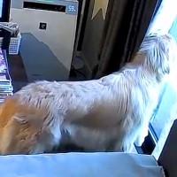 歯医者のため外出→留守番している犬をカメラで覗いた結果…尊すぎる『今すぐ帰りたくなる光景』が61万再生「たまらん」「愛に溢れてる」と反響