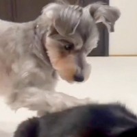 同居猫のことが大好きな犬→前足で体を触った後に…思いもよらない『まさかの行動』が31万再生「目バッキバキで草」「面白すぎるｗｗ」と爆笑
