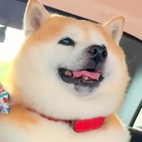 ペットホテルで疲れ果てた犬をお迎えに→帰りの車で意識を保てず…まるで人の子供のような『愛おしい光景』が21万再生「顔が…」「幸せそう」