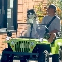 大型犬が『スタバのドライブスルー』に行った結果→店員さんが…100点満点な反応と可愛すぎる光景が16万再生「羨ましいｗ」「デレデレで草」