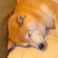 お姉ちゃんの帰省で大喜びする犬たち→帰ろうとしたら…思わず涙が出る『切なすぎるお別れ』が15万再生「後ろ姿が寂しげ…」「泣ける」と反響