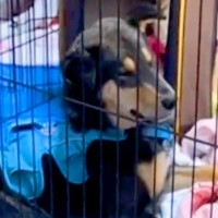 譲渡会で退屈そうだった犬に『うちの子になる？』と声をかけた結果…涙あふれる『1年半後の光景』が12万再生「顔が全然違う」「運命だ」と反響