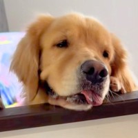 キッチンで大根をおろしていたら、大型犬がおねだりしにきて…まさかの『奇跡的なシンクロ』に爆笑「連動してるｗｗ」「リズムあってて草」と絶賛