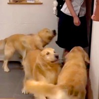 女の子が学校から帰宅→玄関を開けた瞬間、３匹の大型犬が…幸せが渋滞している『最高のおかえりなさい』が49万再生「相思相愛」「なんて素敵」