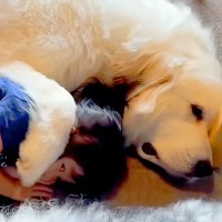3歳の女の子が『超大型犬のとなりに寝転がった』結果→前足をかけて…とんでもなく尊い『まさかの光景』が6万再生「ホッコリ」「微笑ましい」