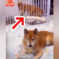 ライブ配信中、ぬいぐるみで遊んでいた犬が…思わず吹き出す『コントのようなハプニング』が32万再生「最高ｗｗ」「タイミング完璧で草」と爆笑