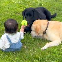 赤ちゃんと2匹の犬が『本当の兄弟のように育った』結果→旅行中に…もはや絵本のような『尊い光景』に反響「かわいくて涙出る」「素敵すぎる」