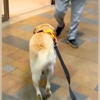 出張帰りのママを『駅まで大型犬とお迎えに行った』結果→見つけた瞬間に…感動的な『再会の反応』に絶賛「ジーンときた…」「健気で可愛い」