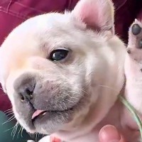 動物病院で健康診断を受ける『生後25日の赤ちゃん犬』→ぬいぐるみのような『悶絶必至の診察』が68万再生「天使…」「お腹ぽんぽん最高」