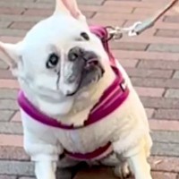 散歩で『飼い主がリードを持っている』と思っている犬→『別人だ』と気付いた瞬間…まさかの反応が96万再生「素直ｗ」「悶絶級の可愛さ」と絶賛