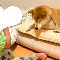男の子の布団で勝手に寝ている犬→『貸して』と声を掛けた結果…ずっと見ていたい『兄弟のような尊いやり取り』が51万再生「お互い優しい…」