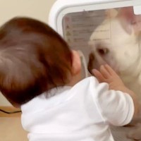 赤ちゃんが『箱の中に閉じ込められた犬』を発見→助けようとした結果…『己の無力さに気付いた瞬間』が61万再生「かわいすぎｗｗ」「優しい子」