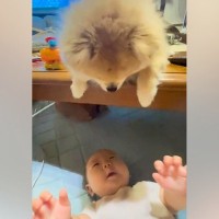 赤ちゃんが『テーブルの上にいる犬』を見て喜んでいたら、顔を近づけて…まるで人間のような『ほっこりが止まらない光景』に反響「優しい…」