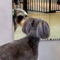 犬をトリミングに連れて行った結果→鏡の前へ行き…まるで人間？女子力が高すぎる『まさかの光景』に反響「凄くかわいい」「鏡分かっててすごい」