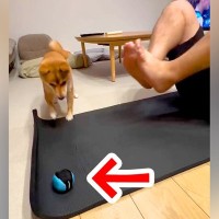 ボールで遊ぶ犬→筋トレしているパパの近くに転がってしまい…まさかの展開で『困り果てる光景』が200万再生「毎回いいところにｗ」「可愛い」