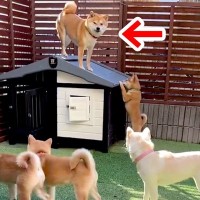 子育てを妻犬に丸投げしてきた夫犬→子どもが成長した結果…納得せざるを得ない『末路』が51万再生「母強し…ｗ」「微笑ましい一家」と絶賛の声