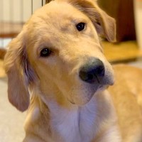 『20キロ以上にはならない』と言われた赤ちゃん犬→スクスク育った結果…想像を超える『衝撃の成長』に反響「こんな大きくなるのｗ」「倍増ｗ」