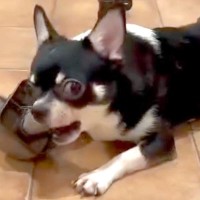 ヤンチャすぎて里親が決まらない保護犬→信じてトレーニングを続けた結果…36日後の『素敵な光景』に感動の声「本当に良かった」「幸せに」