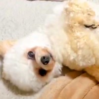 なぜか毎日『同じ時間に立てなくなってしまう犬』→あまりに尊い『可愛すぎる理由』に2万いいね集まる「役者だｗ」「子羊のぬいぐるみ」と反響