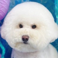 トリミングサロンに行った犬→送られてきた写真を見たら…予想を上回る『まさかの光景』に3万いいね「不服そうで草」「虚無で笑ったｗ」と反響