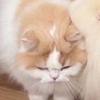猫に育てられた犬→愛が溢れすぎてしまい…距離感がバグっている『愛情表現の仕方』に4万いいね「事故なのか、猫吸いなのか」「埋もれてて草」