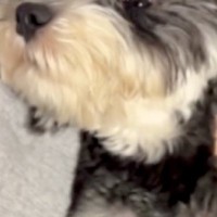 『いつもより長めに犬の散歩をした』結果→家に帰ってきた途端…疲れすぎて『おっさん化する光景』に反響「可愛いおじさんｗ」「クタクタだね」