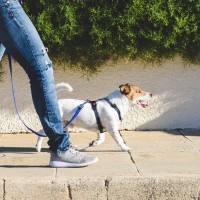 犬を危険な目に遭わせる『散歩方法』５選　重大な事故を引き起こすリスクや飼い主が心得ておくべきことまで