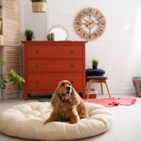 犬がいる部屋にNGな『インテリア』7選　健康被害をもたらすモノや安全に暮らすための対策とは？