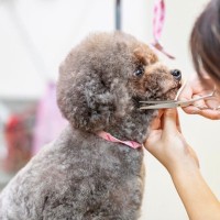 『トリミングサロンで断られる犬』の共通点５選　主な特徴や受け入れてもらえない場合の対応策まで