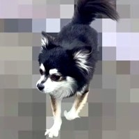 家の近くで『捨てられた犬』を発見→飼い主の情報が見つからず…涙あふれる『3ヶ月後の光景』が20万再生「運命的な出会い」「泣いた」と感動