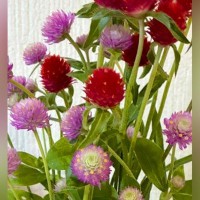 犬が嫌いな配達員に『犬は？』と聞かれたので『亡くなった』と伝えた結果→後日…涙腺崩壊する『気遣い』に15万いいね「優しい話」「泣いた…」