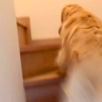 「あかんあかんあかん！」朝、大型犬に『パパを起こしてきて』とお願いした結果…激しすぎる『絶対に起きる目覚まし』に反響「羨ましい」の声も
