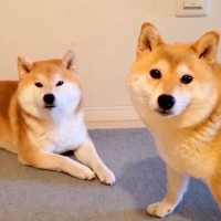 お風呂嫌いな犬に『お風呂入る？』と言った結果…まさかの『人間のような行動』が141万再生「風呂キャンセル界隈犬」「可愛すぎｗｗ」と大絶賛