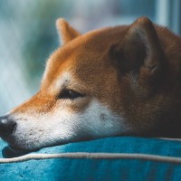 犬が短命になる『絶対NG行為』5選　寿命が縮んでしまう原因や長生きさせるためにできることまで