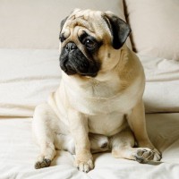 犬の『座り方がおかしい』ときに注意すべきポイント4つ　病気の可能性や取るべき対処法も解説