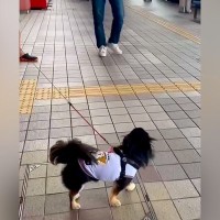 お兄ちゃん帰省のため『空港までお迎えにきた犬』→気付いた瞬間に…思わず泣ける『超熱烈歓迎』が17万再生「可愛くて涙」「なんて幸せなの」