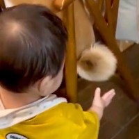 0歳の赤ちゃんが『イスに座っている日本犬』に…魅力に気づいてしまった『可愛すぎる瞬間』が69万表示「触りたいよねｗ」「ソフトタッチで草」