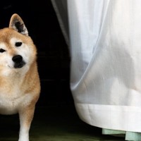 犬が『首をかしげる』心理5選　主な理由や不調を感じているかどうかを判断する方法まで