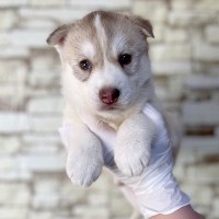 『片手に乗るほど小さかった赤ちゃん犬が…』生後8ヶ月を迎えた結果→衝撃的な『成長ビフォーアフター』に2万いいね「美しい…」「可愛すぎる」