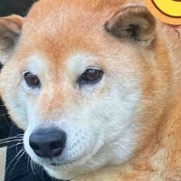 散歩でよく会う『柴犬を連れたおばあちゃん』→同じ『柴犬仲間』だと思っていたら…まさかの一言に爆笑「面白すぎる」「衝撃ｗｗ」と24万表示