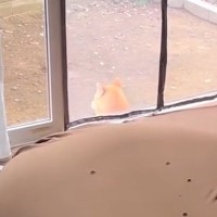 ジャーキー以外には興味がない犬→色々な食べ物で検証した結果…信じられない『反応速度』が11万再生「学習能力高い」「なんでわかるん？」