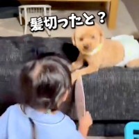 トリミング後の犬を見て『髪切った？』と大喜びな女の子→１年後、またカットすると…尊すぎるやり取りが14万再生「答えてるみたい」「可愛い」